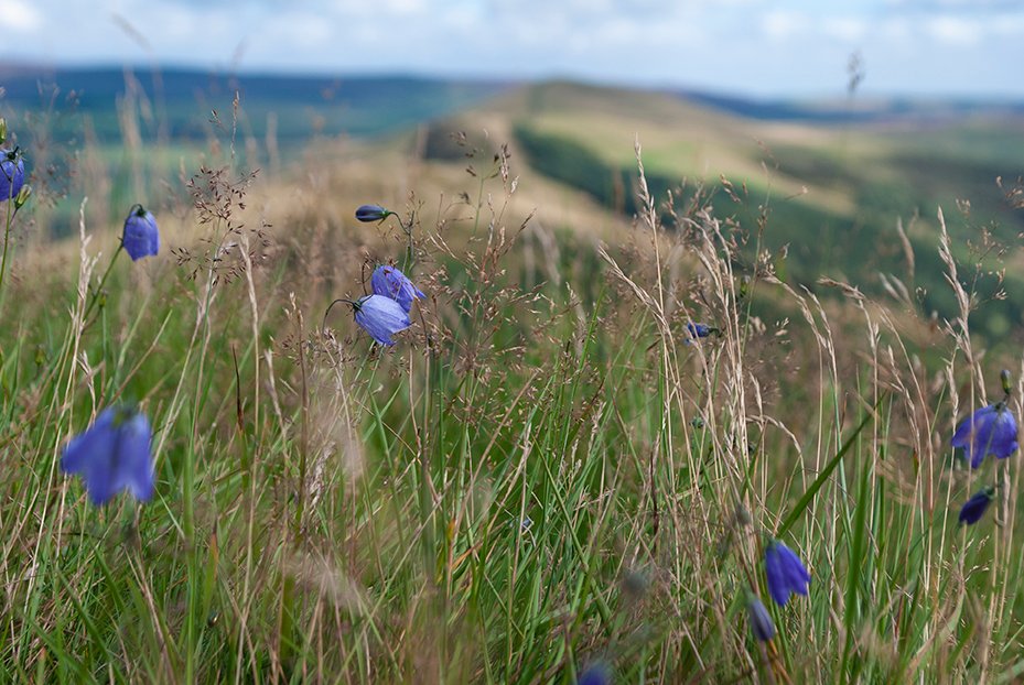 Wild flowers on a hillside