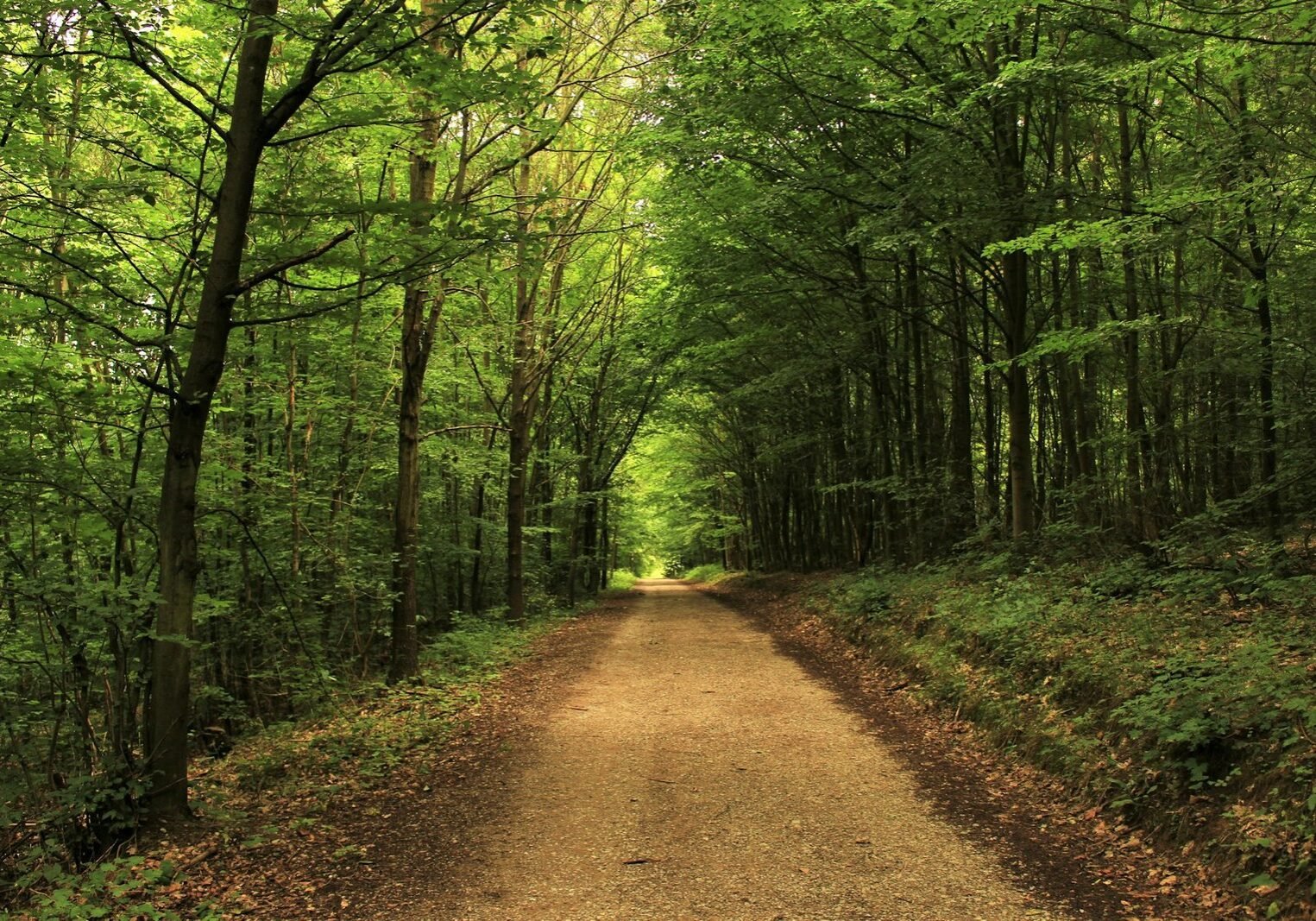 path through woodland